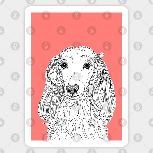 Long Haired Dachshund Portrait Sticker by AdamRegester